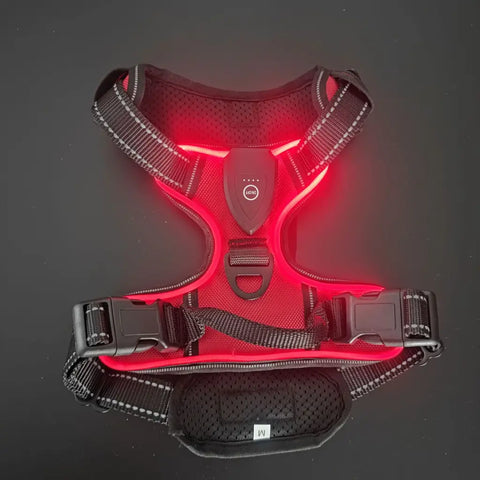 Dog wearing illuminated LED harness showing bright light-up feature.