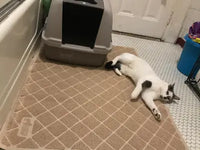 White and grey bicolor domestic shorthair cat relaxing on a tan mesh cat litter mat in a bathroom setup