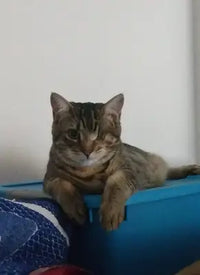 Customer review image of a tabby Domestic Shorthair cat resting on a blue bin.