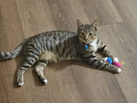 Domestic Shorthair brown tabby cat relaxing on a hardwood floor with a small plush toy