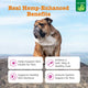 An English Bulldog sitting outdoors on a rock, highlighting Zesty Paws Hemp Elements benefits for a soft, silky coat and immune system support.
