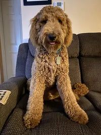 A large, curly-haired apricot Goldendoodle dog sitting comfortably on a grey fabric living room armchair.