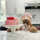 A fluffy brown dog wearing a chef hat and apron sitting next to a plush strawberry roll cake toy on a kitchen counter.