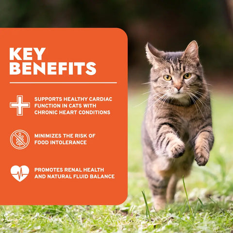 Tabby cat running playfully on green grass next to an infographic listing the key benefits of Forza10 Active Renal food, including cardiac support and food intolerance minimization.