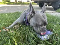 French Bulldog drinking water outdoors on grass from a portable collapsible dog bowl