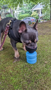 French Bulldog drinking from blue Gorilla Grip dog water bottle on grass
