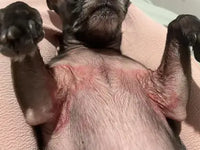 A close-up customer review image showing skin redness and irritation on the chest and underarms of a dark French Bulldog.