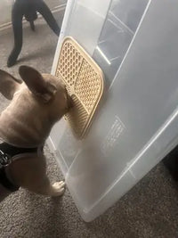 A fawn French Bulldog wearing a black harness enjoys a treat from a cream-colored silicone lick mat securely suctioned vertically to a smooth plastic storage container.