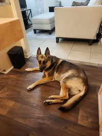 A healthy German Shepherd dog relaxing on a dark hardwood floor inside a customer's living room.