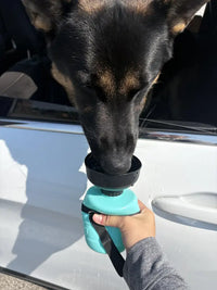 German Shepherd drinking water from turquoise Gorilla Grip portable bottle through car window