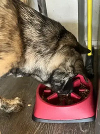 A large German Shepherd dog eating kibble from a red plastic slow feeder dog bowl to prevent bloating.