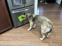 A German Shepherd mix dog licking peanut butter from a bright green suction cup silicone lick mat stuck to a stainless steel refrigerator.