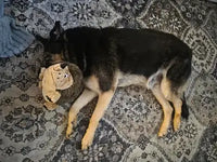overhead view of german shepherd dog sleeping on patterned rug with head resting on plush hedgehog toy