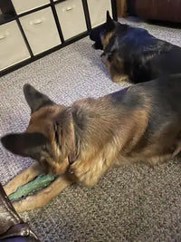 Two German Shepherds lying on a rug, with one dog actively gnawing on a mint-scented wood-blend chew toy.