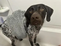 A liver and white ticked German Shorthaired Pointer standing in a white bathtub with a grey chenille microfiber pet towel wrapped over its back for post-bath drying.
