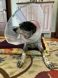 Real-life customer review image of a German Shorthaired Pointer dog resting comfortably on a pet bed wearing a dual-mode protective collar.