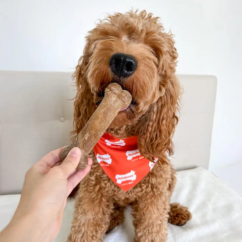 Fluffy golden doodle dog wearing a red Nylabone bandana enjoying a bone-shaped chew treat.