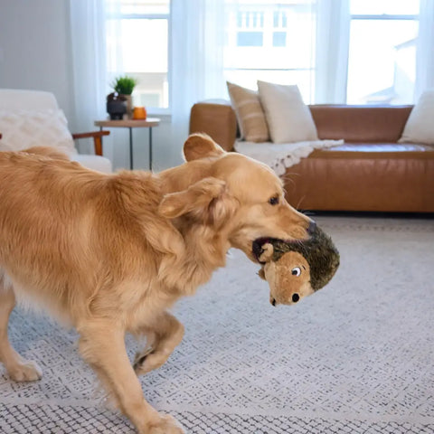A Golden Retriever happily trotting across a modern living room while carrying the hedgehog plush toy in its mouth.