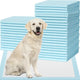 Golden Retriever sitting next to a stack of blue dog training pads and a single unfolded pee pad.