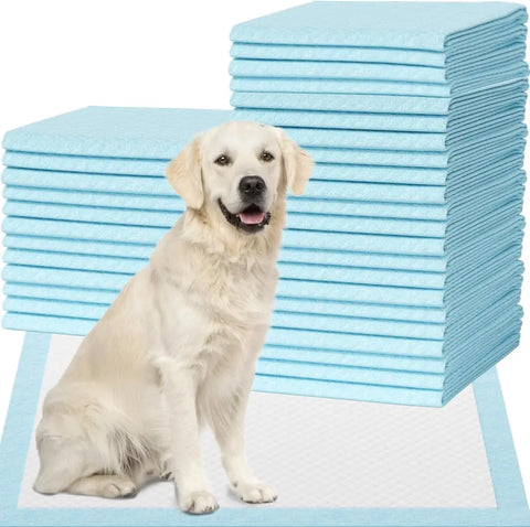 Golden Retriever sitting next to a stack of blue dog training pads and a single unfolded pee pad.