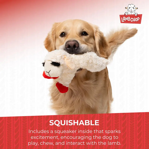 Golden Retriever dog holding a Lamb Chop squeaker toy in its mouth.