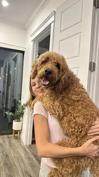 A fluffy golden Goldendoodle dog being held by its owner after using a home pet grooming clippers kit.