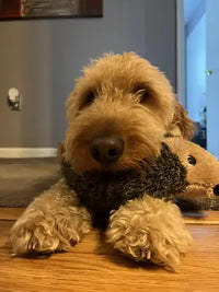 close up of golden doodle dog lying on hardwood floor resting its chin on plush hedgehog dog toy
