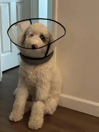 Real-life customer photo of a fluffy white Goldendoodle sitting upright while wearing a transparent plastic recovery cone.