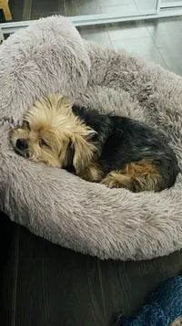 Customer review photo showing a small Yorkshire terrier sleeping peacefully in a light gray donut dog bed