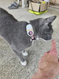 A grey and white tuxedo cat wearing a Samsung SmartTag2 attached to a pink collar with a bell.