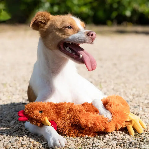Happy terrier mix dog lying on gravel playing with a brown plush chicken toy