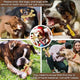 Multiple dogs chewing on hard nylon toys with safety warnings for senior dogs and sensitive teeth.