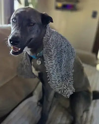 A dark grey Siberian Husky mixed breed dog with bi-colored eyes sitting on a couch with a grey chenille microfiber dog drying towel draped over its shoulders.