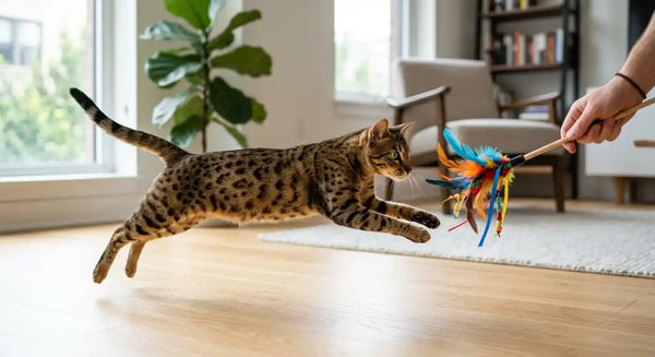 A person's hand holding a wand toy with feather attachments for a playful Egyptian Mau cat mid-pounce on a light hardwood floor.