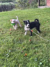 Jack Russell Terrier puppy carrying a green collapsible dog bowl in mouth while playing in a grassy yard