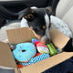 Jack Russell Terrier mix dog sitting in a car seat inspecting a cardboard box full of assorted plush and rope dog toys, customer review image.