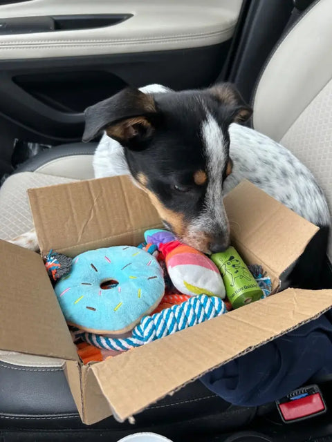 Jack Russell Terrier mix dog sitting in a car seat inspecting a cardboard box full of assorted plush and rope dog toys, customer review image.