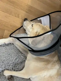 Customer review photo showing a yellow Labrador Retriever sleeping soundly on a plush grey dog bed with a soft-rimmed recovery cone.