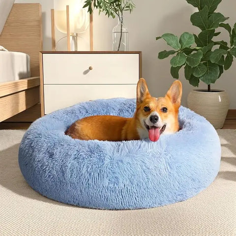Happy Corgi lounging inside a bright light blue fluffy donut dog bed