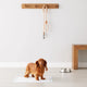A long-haired brown dachshund standing on a white disposable puppy pee pad indoors