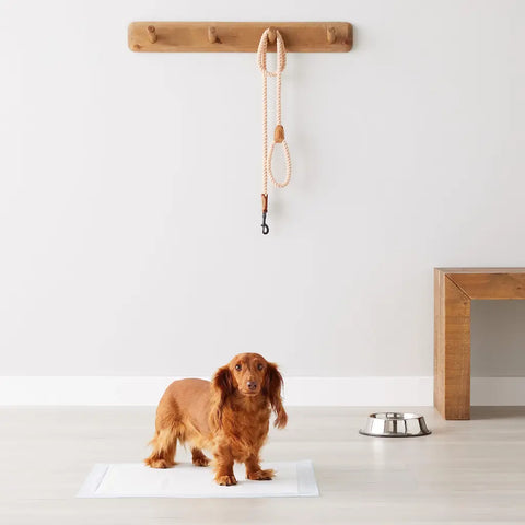 A long-haired brown dachshund standing on a white disposable puppy pee pad indoors