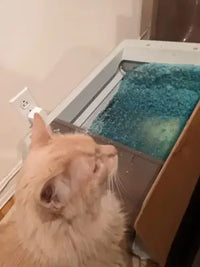 Customer review featuring a long-haired orange cat, a Maine Coon mix, looking at the ScoopFree blue crystal litter tray.