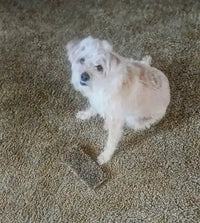 A small white and tan Maltese Shih Tzu mix dog sitting attentively on a brown textured carpet next to a grooming tool accessory.