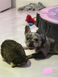 merle french bulldog lying on tiled floor looking up next to plush hedgehog pet toy