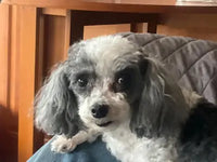 Customer review image of a small fluffy grey and white Maltese Poodle mix dog sitting on an owner's lap.