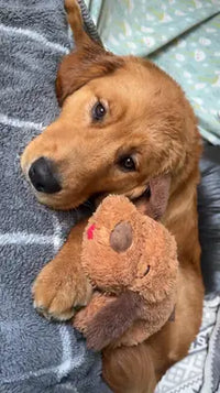 A tan and white mixed breed terrier dog sitting on a gray bed next to a large black plush dog toy with tan markings.