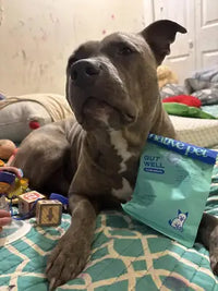 Pit Bull sitting next to Native Pet Gut Well probiotic supplement bag.