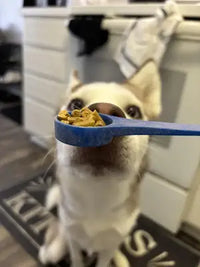 Close up of a blue scoop with Native Pet Gut Well powder being fed to a Husky.
