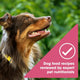 Profile view of a healthy, happy brown and white dog with text stating Nature's Recipe dog food recipes are reviewed by expert pet nutritionists.