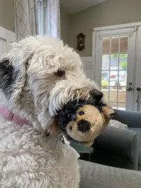 profile view of fluffy white and grey old english sheepdog holding plush hedgehog toy in its mouth